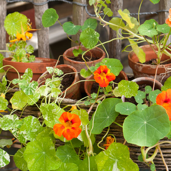 Oranje Oost-Indische kers, Tropaeolum minus.